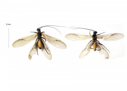 Réf. 216 898 : Protonemura sp.